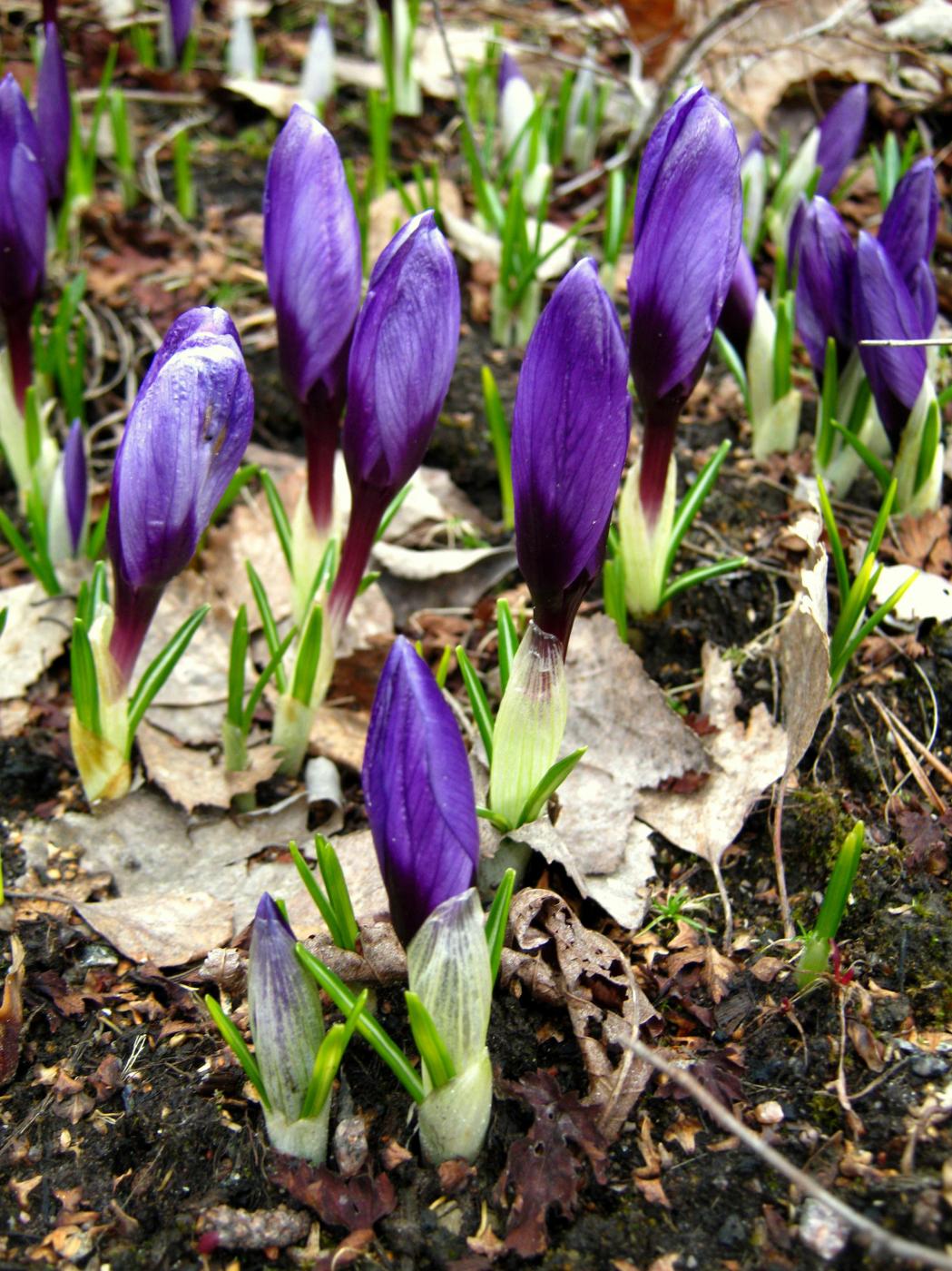 img_0336.jpg