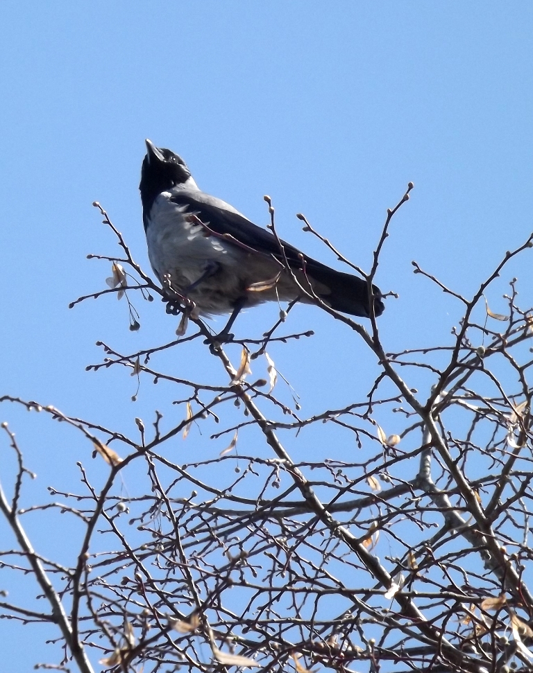 dscf1966.jpg