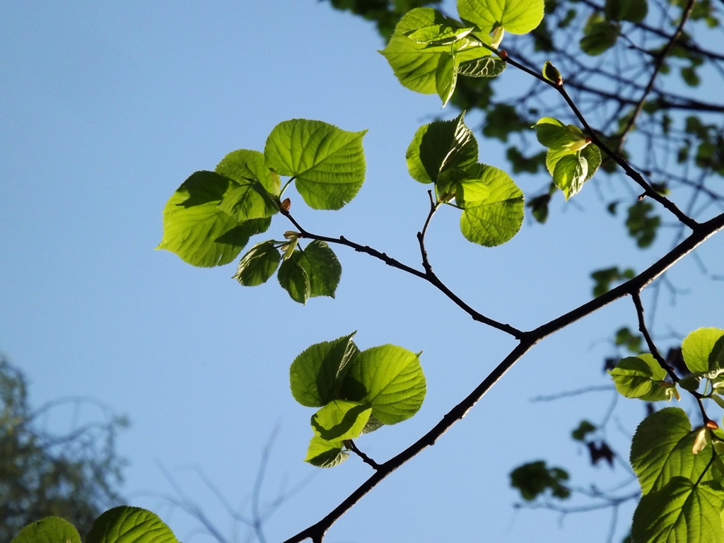 DSCF2103 – Kopio.JPG
