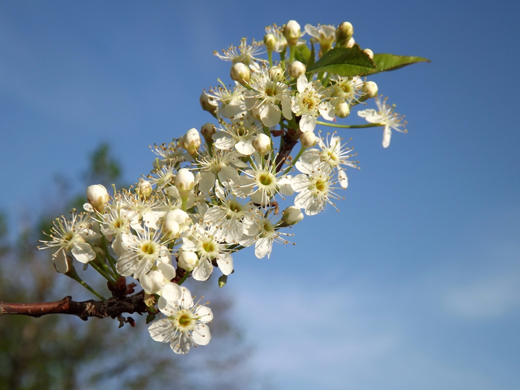 DSCF2119 – Kopio.JPG