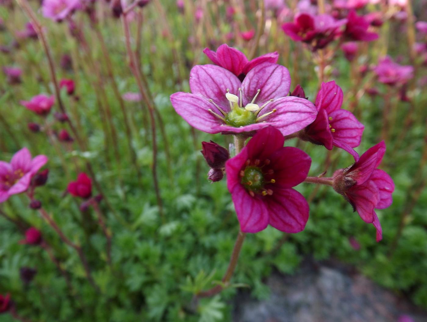 DSCF2137.JPG
