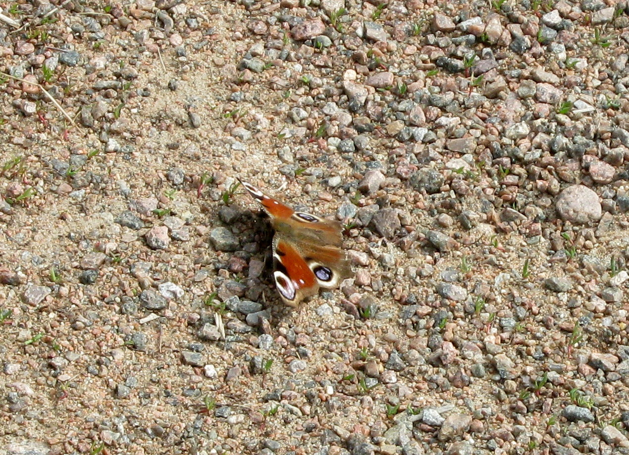 IMG_0743.JPG