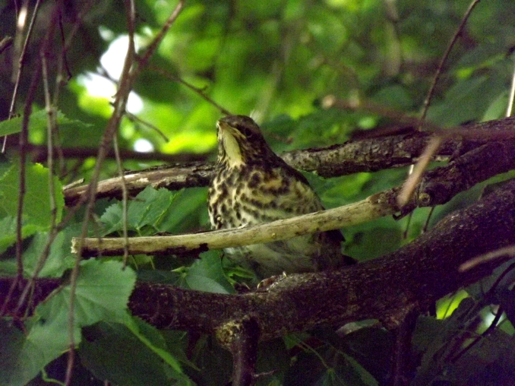 DSCF2292 – Kopio.JPG