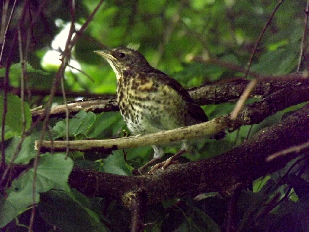 DSCF2294 – Kopio.JPG