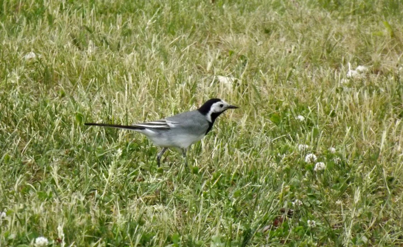 DSCF2329.JPG