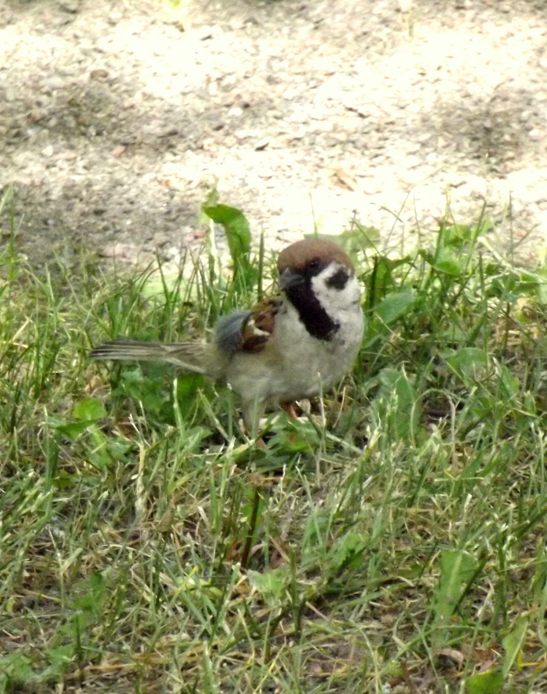 DSCF2336.JPG