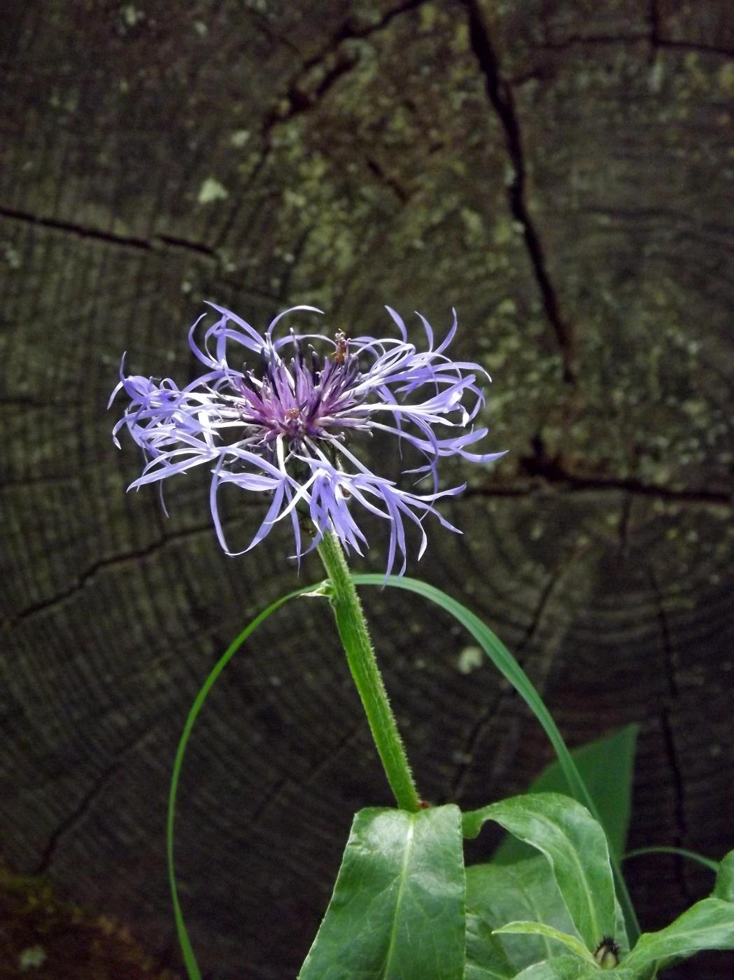 DSCF2488.JPG
