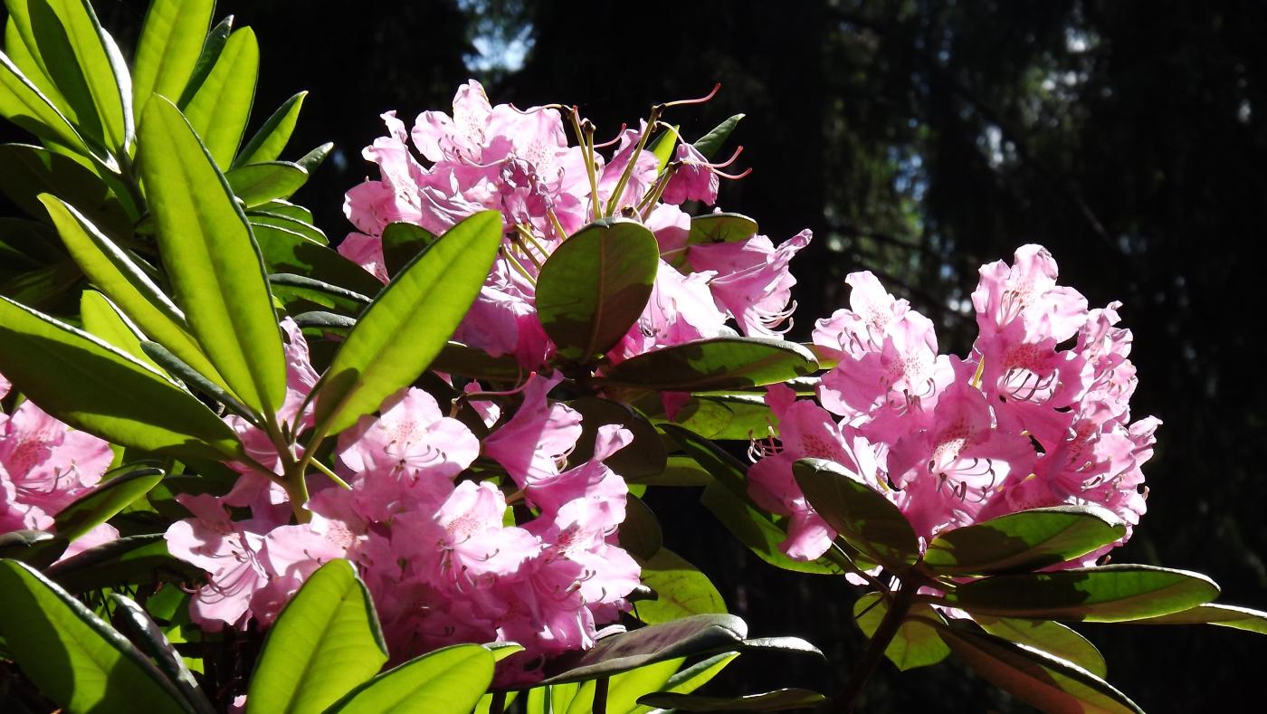 DSCF2519.JPG