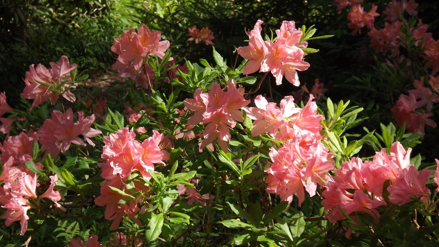 DSCF2569.JPG