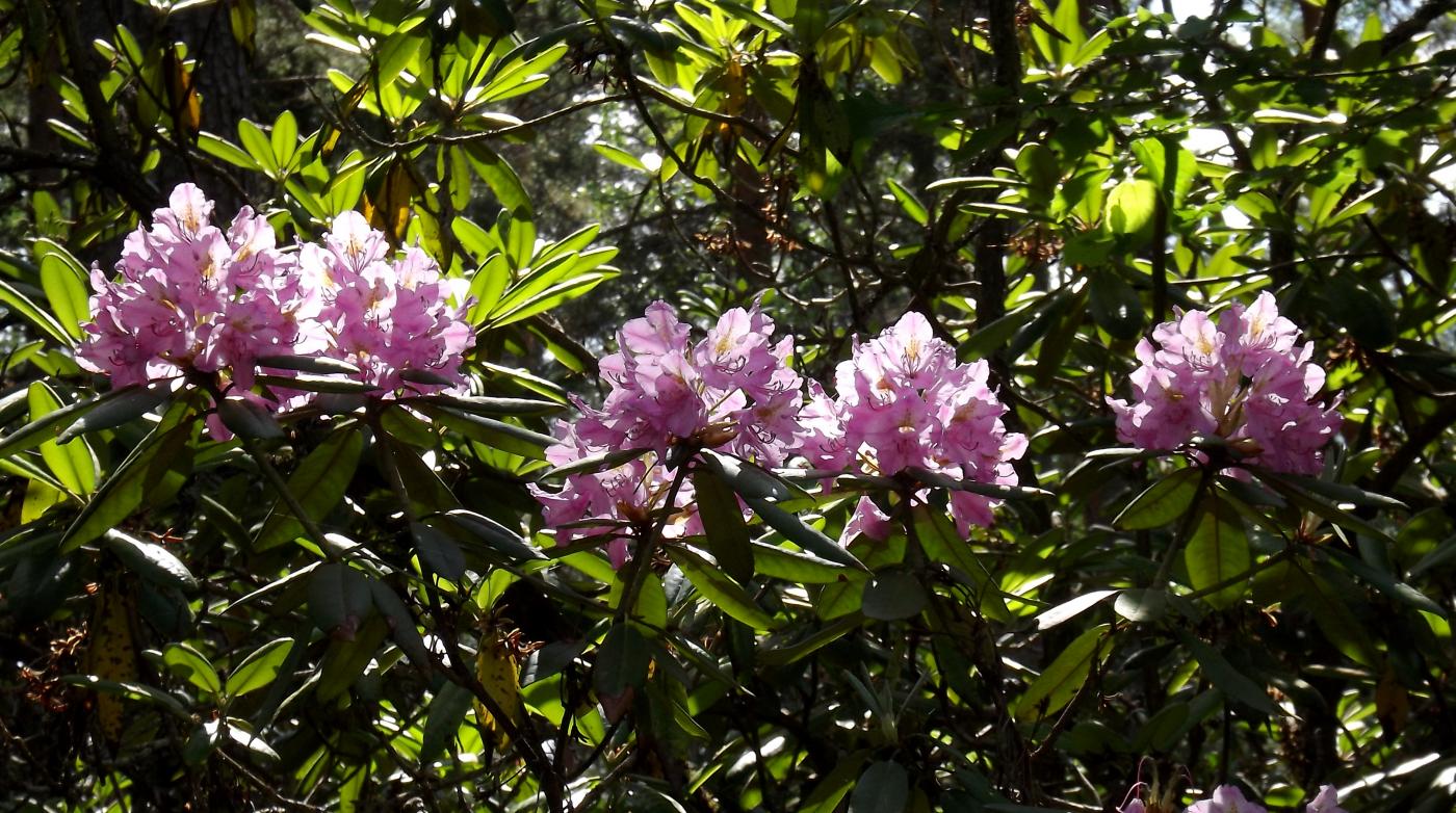 DSCF2580.JPG