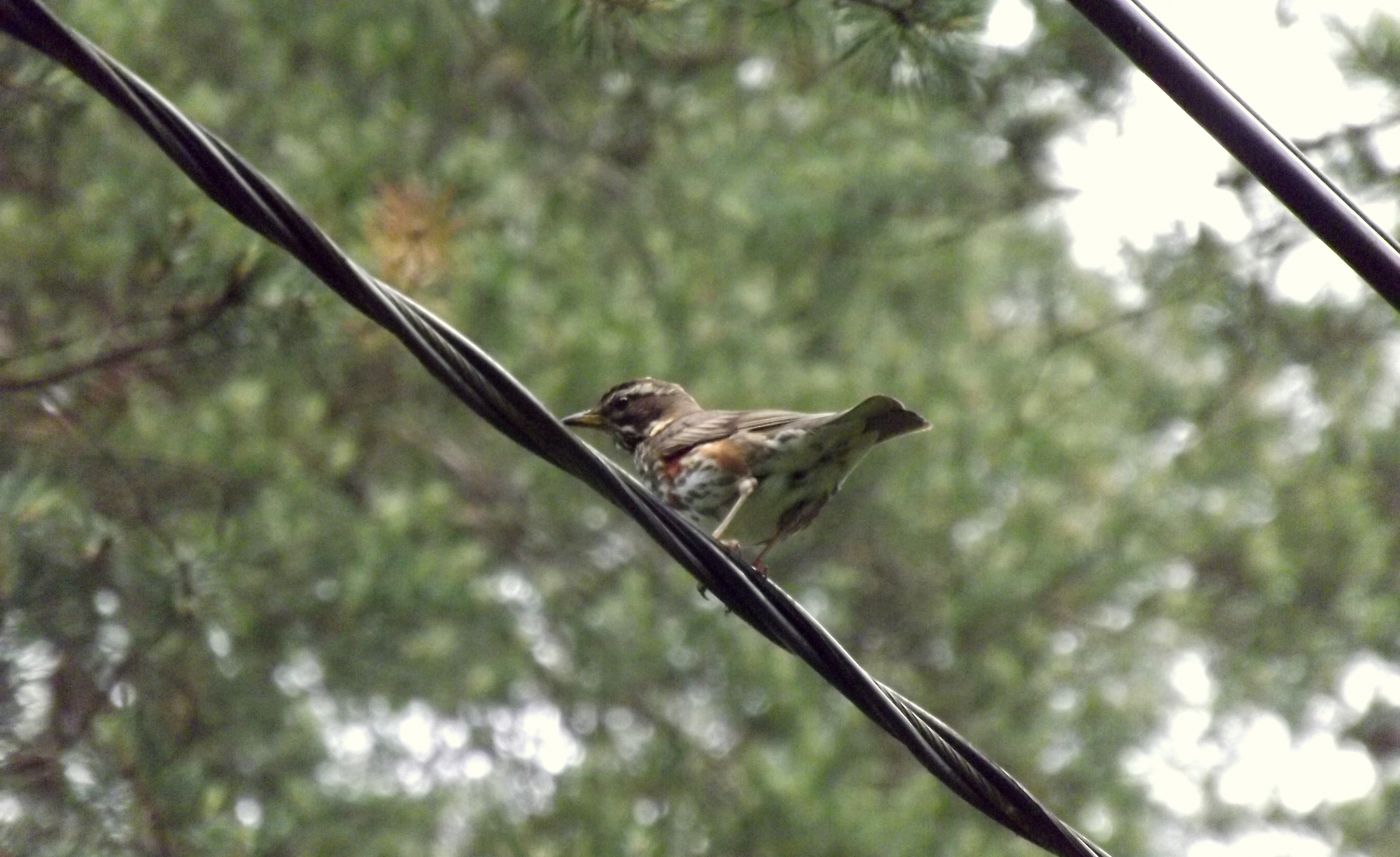 DSCF2708.JPG