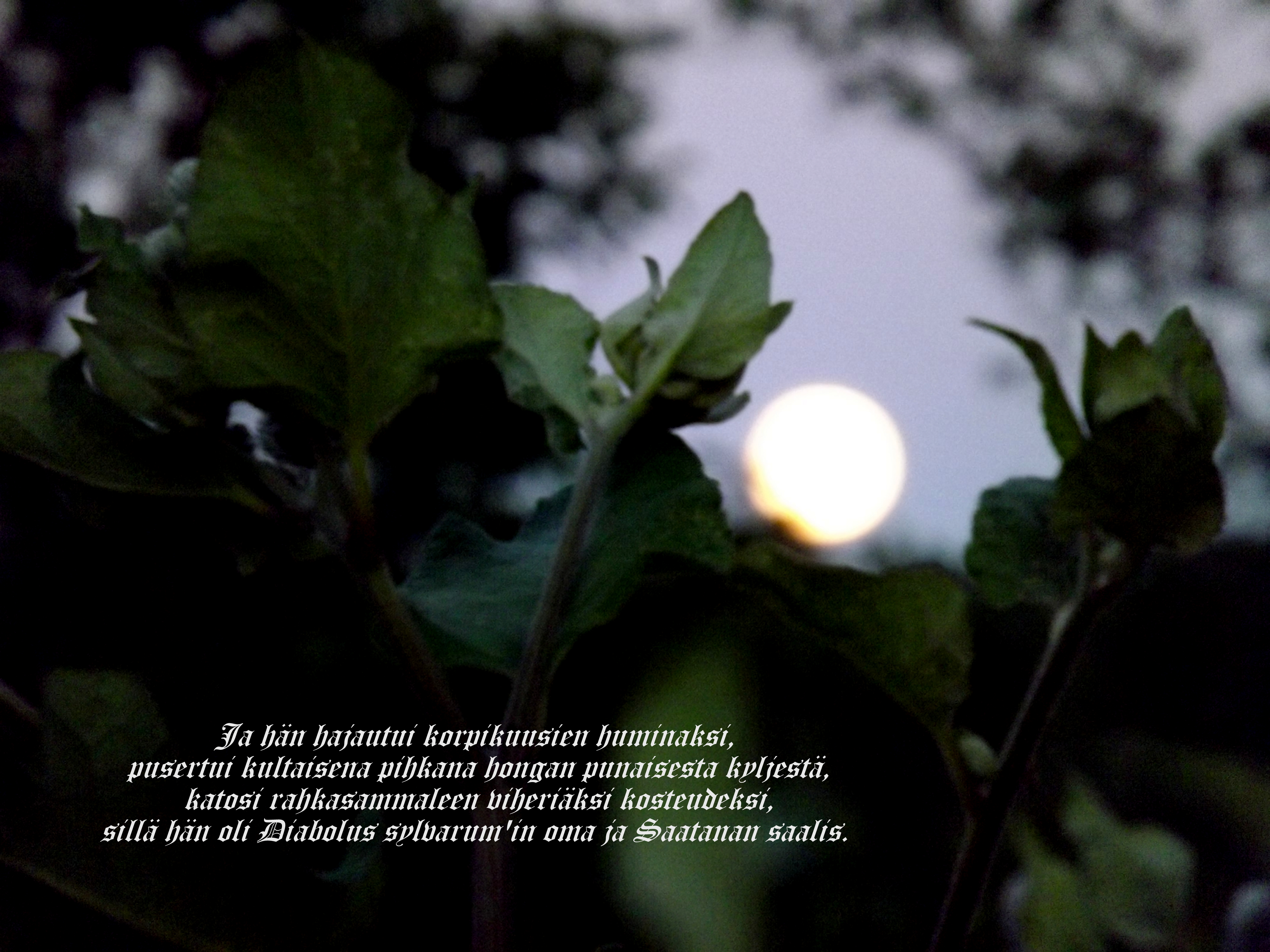 DSCF3062 – Kopio.JPG