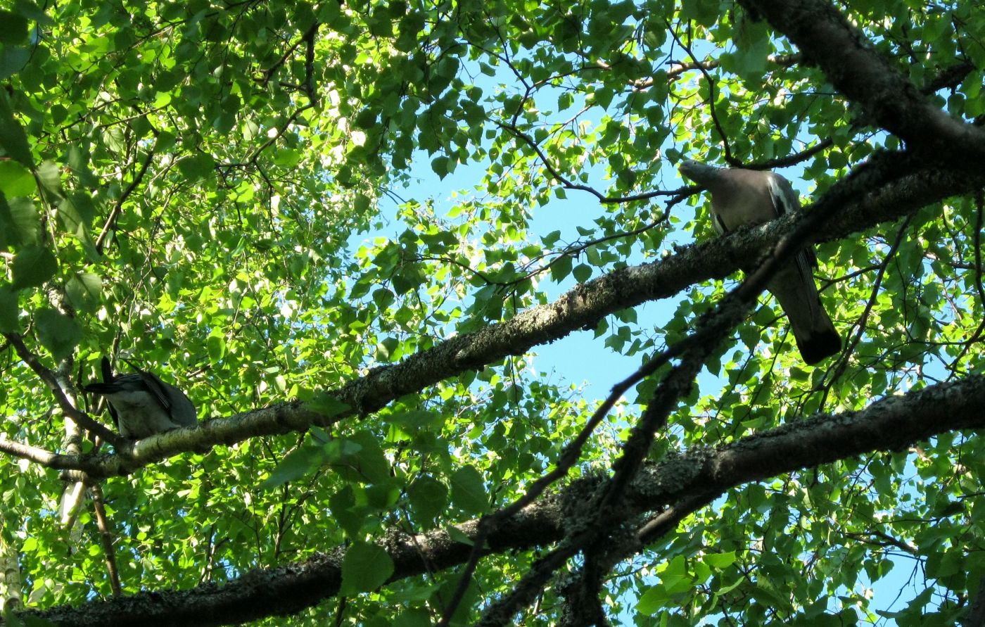 IMG_1329 – Kopio.JPG