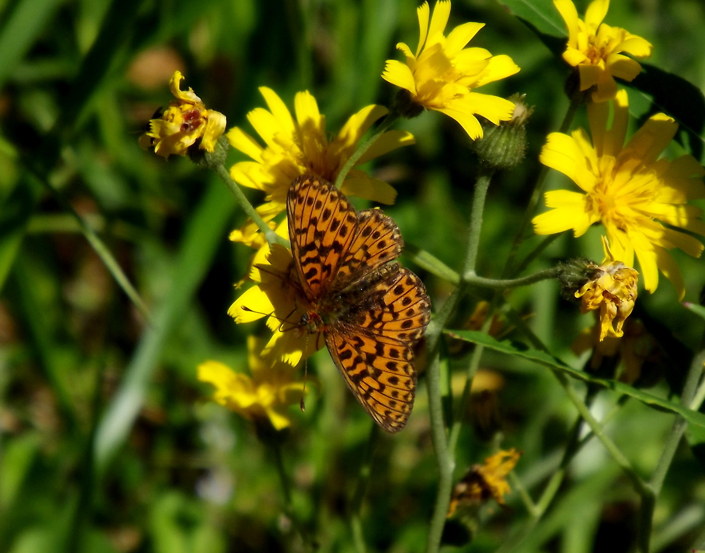 DSCF2764.JPG