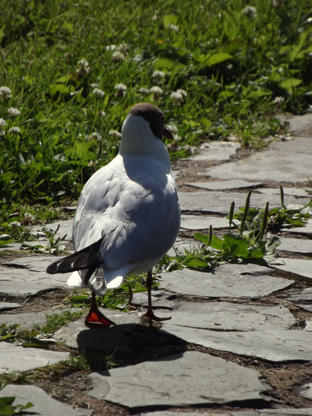 DSCF2869.JPG