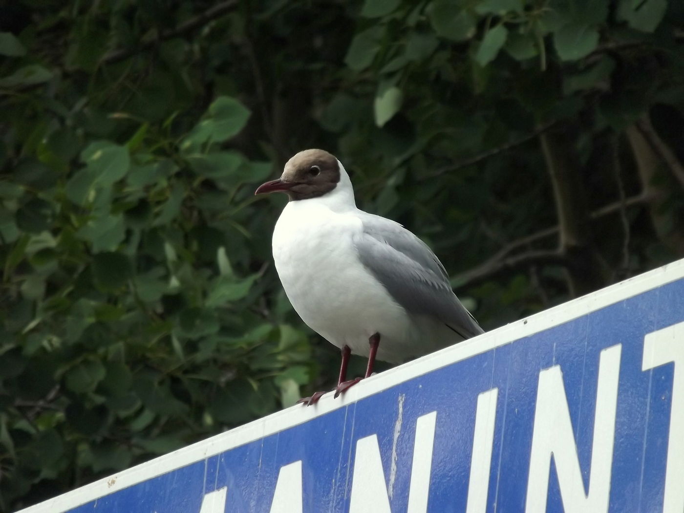 DSCF3382.JPG