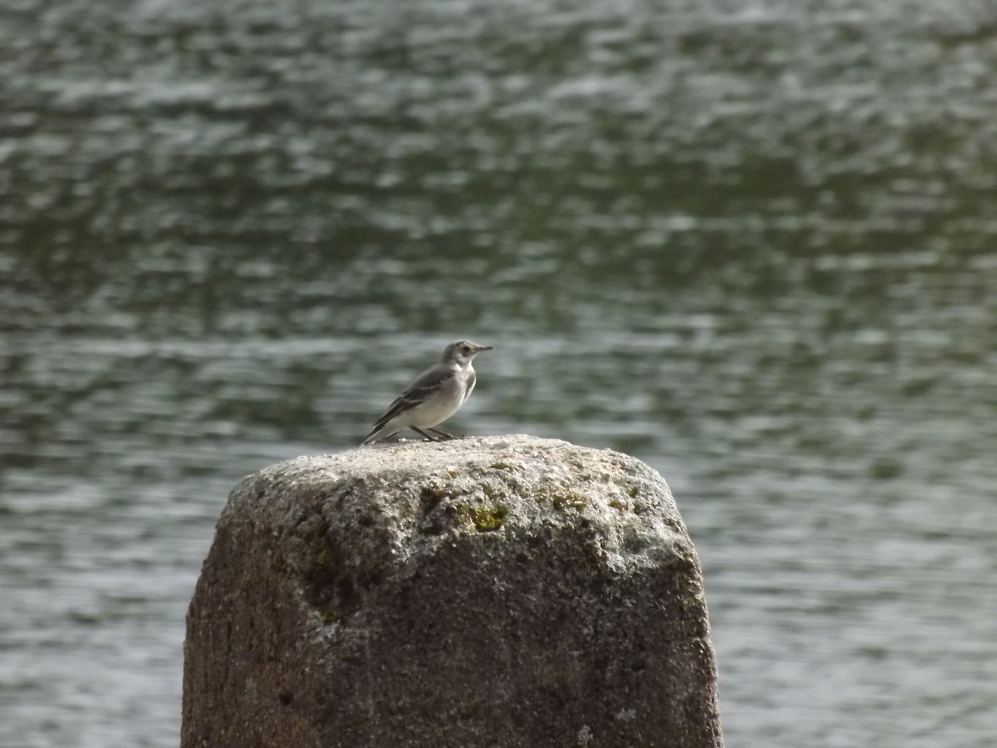 DSCF3390.JPG