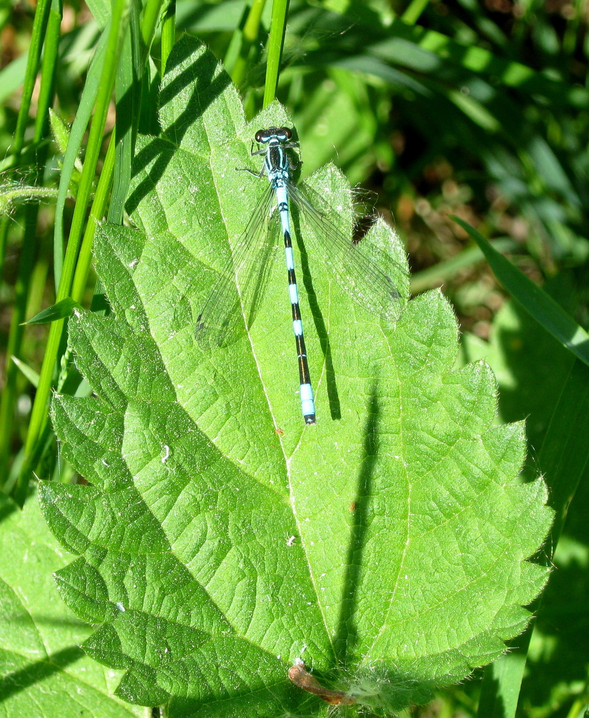 IMG_1421.JPG