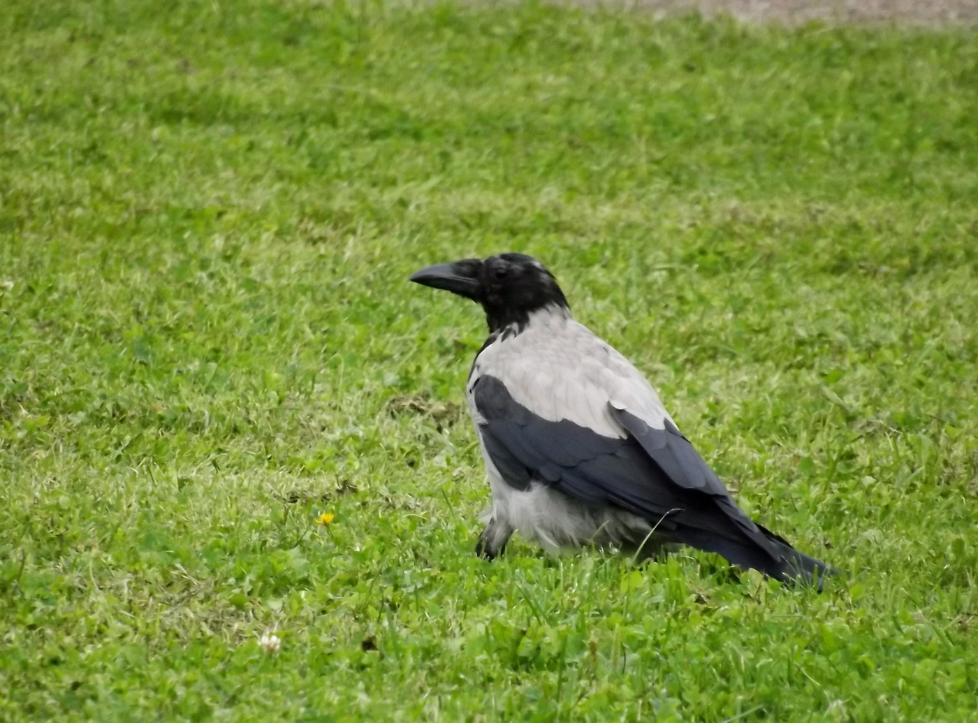 DSCF3604.JPG