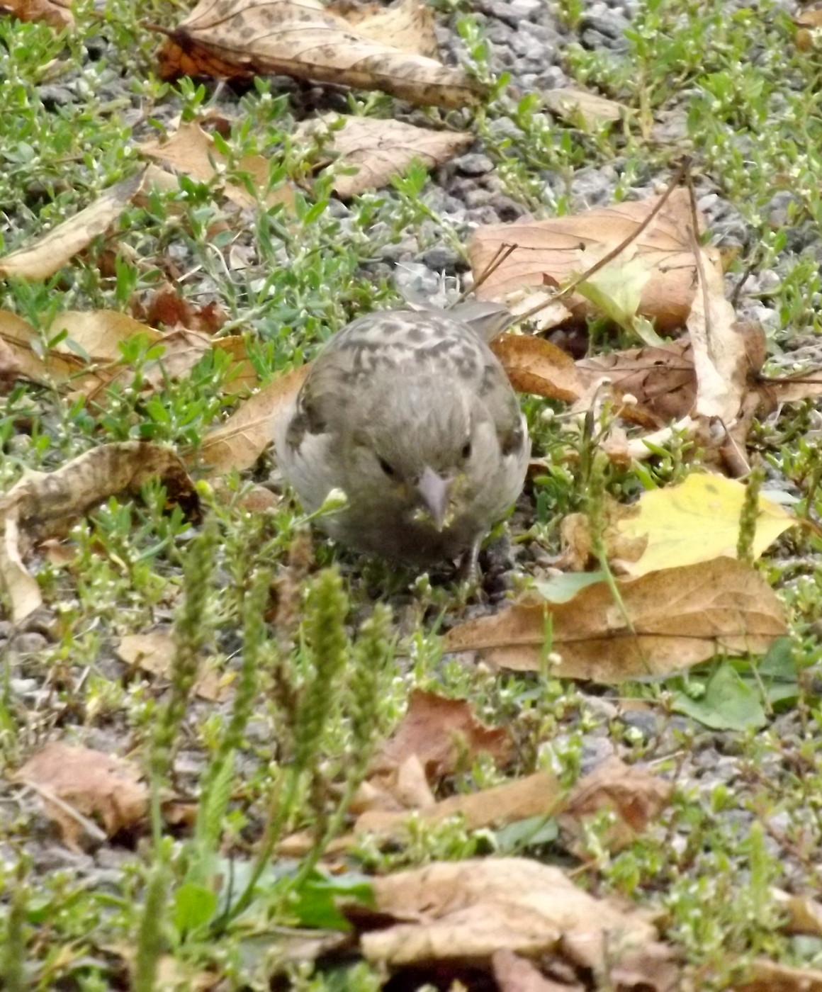 DSCF3615.JPG
