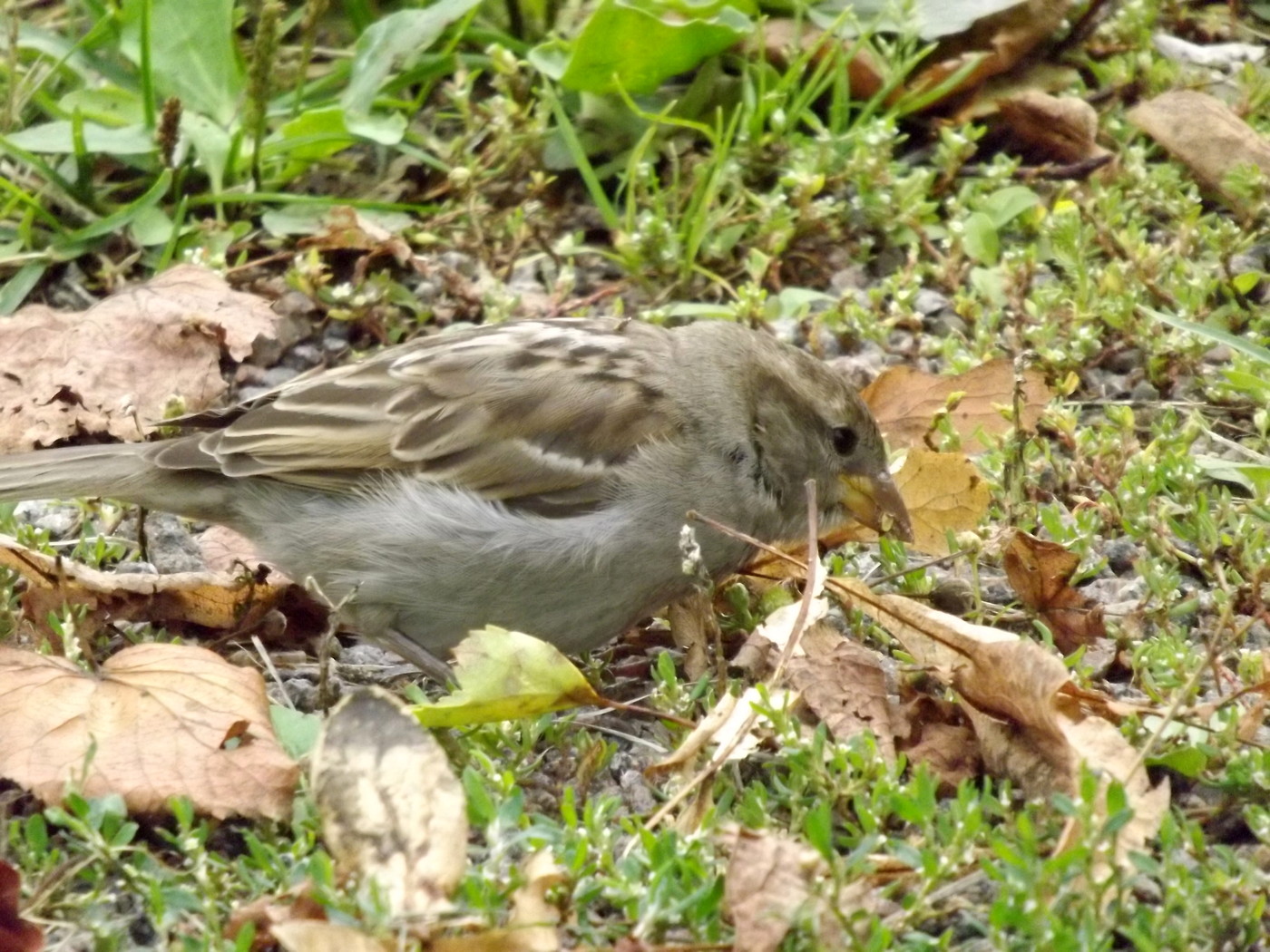 DSCF3631.JPG