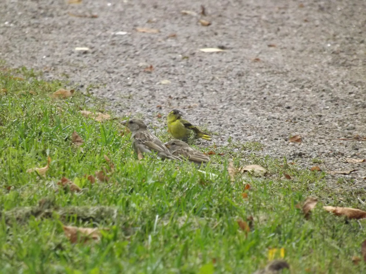 DSCF3644.JPG