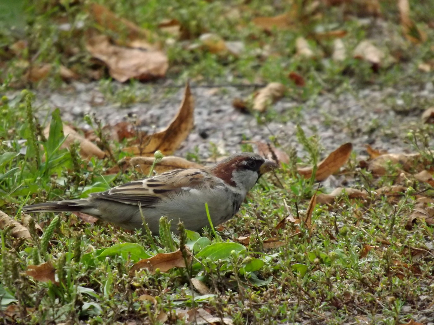 DSCF3646.JPG