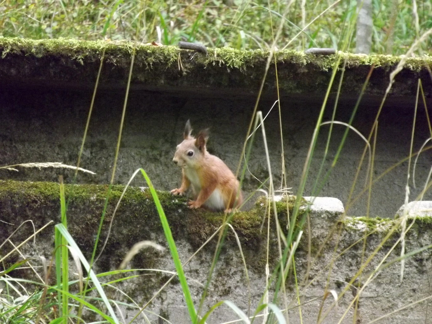 DSCF4188.JPG