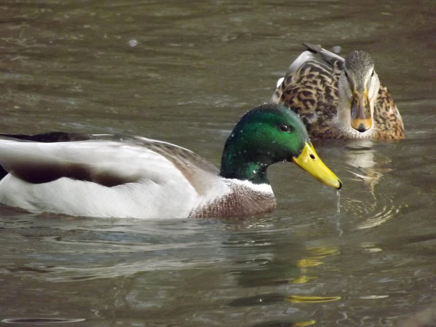 DSCF4527.JPG