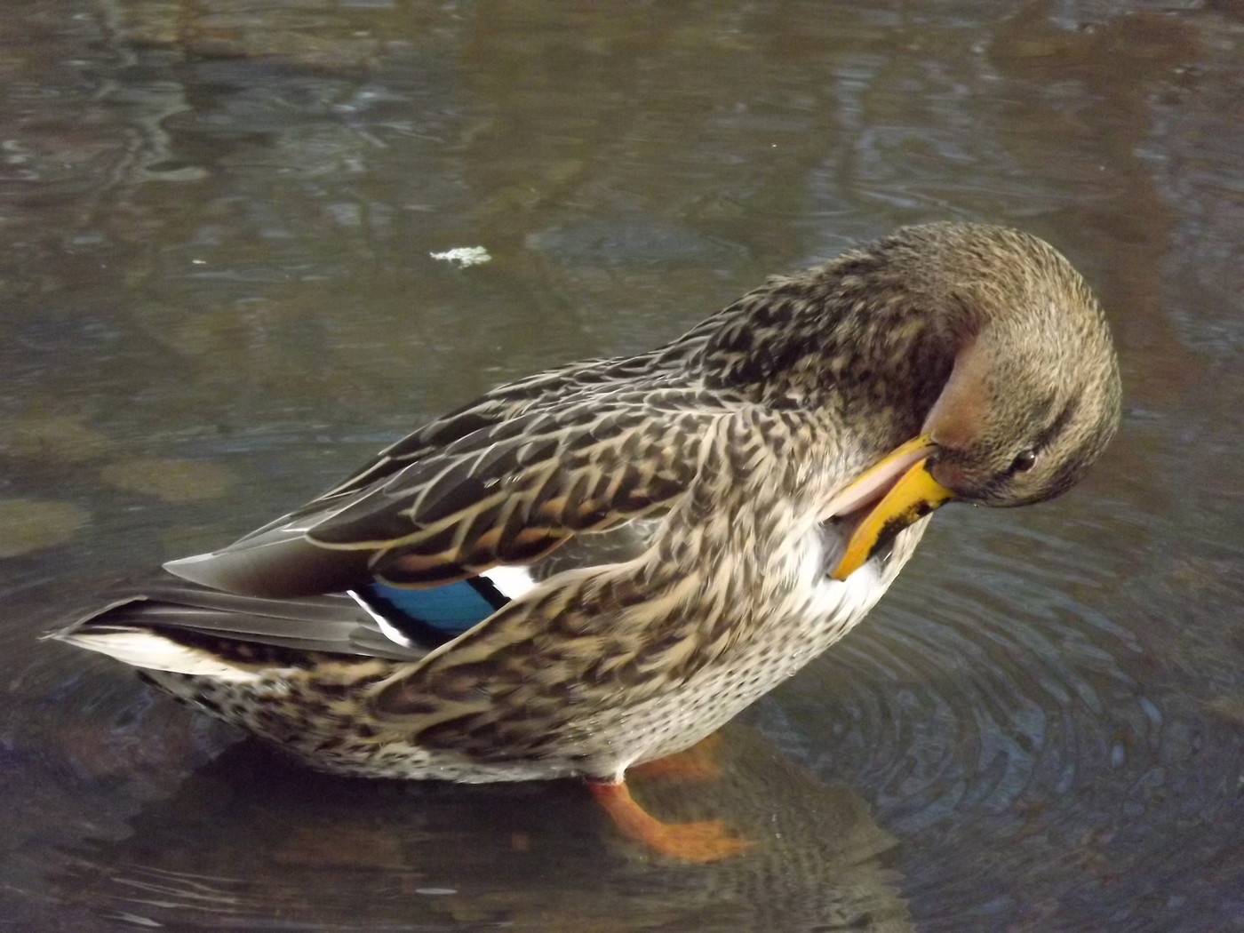 DSCF4538.JPG