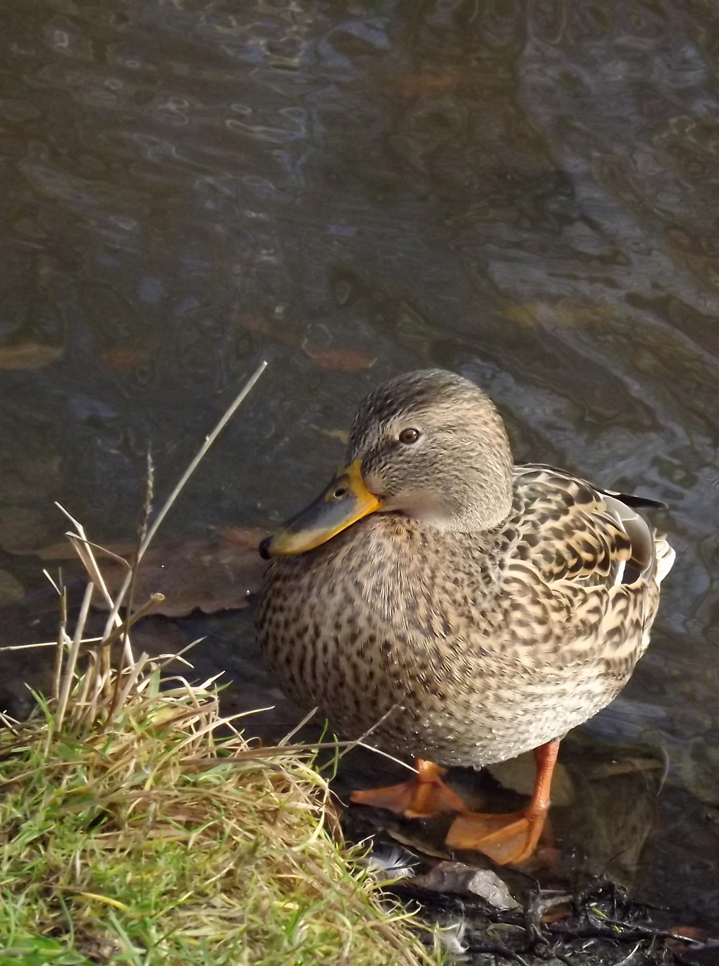 DSCF4561.JPG