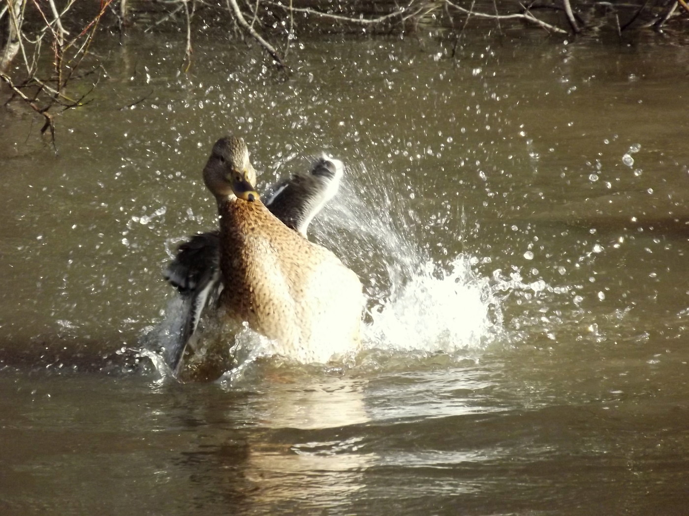 DSCF4569.JPG