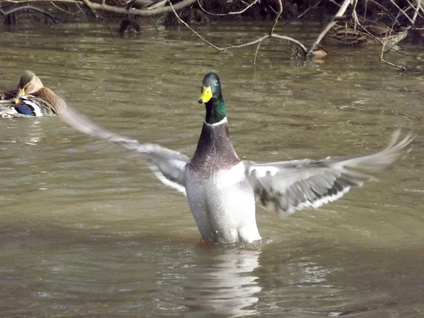 DSCF4572.JPG