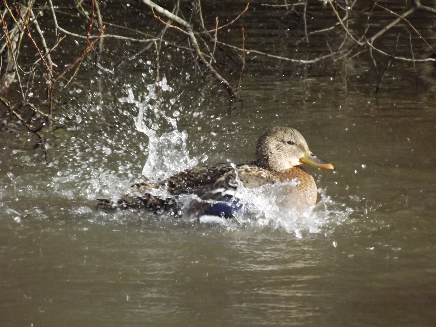 DSCF4573.JPG