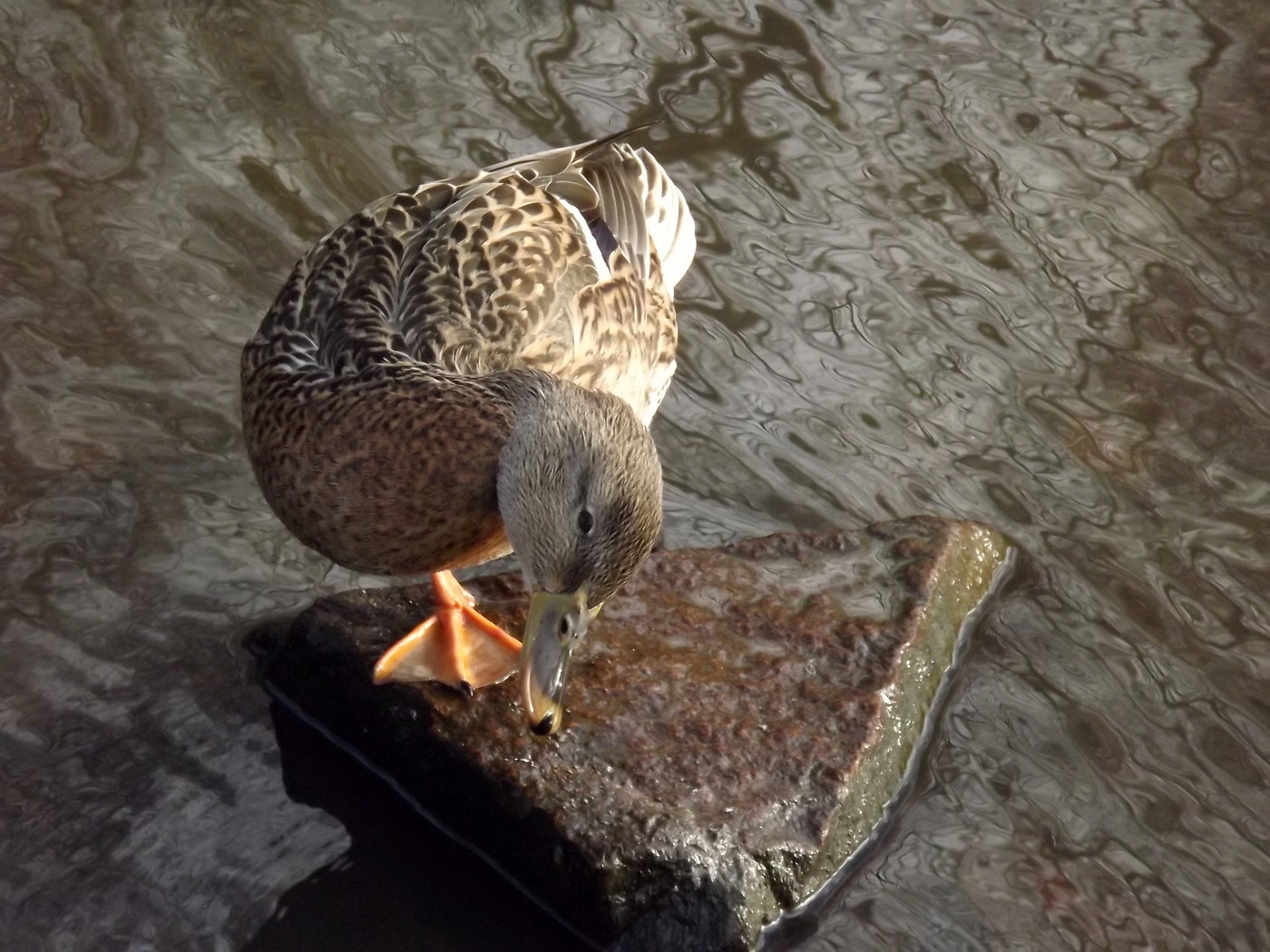 DSCF4593.JPG