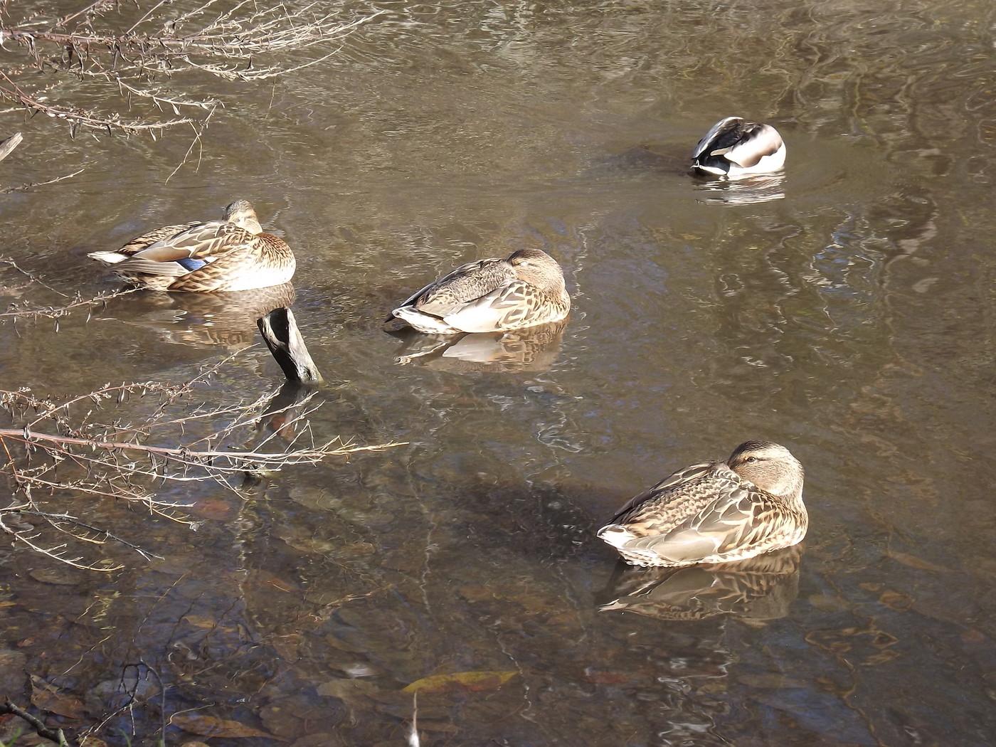 DSCF4611.JPG