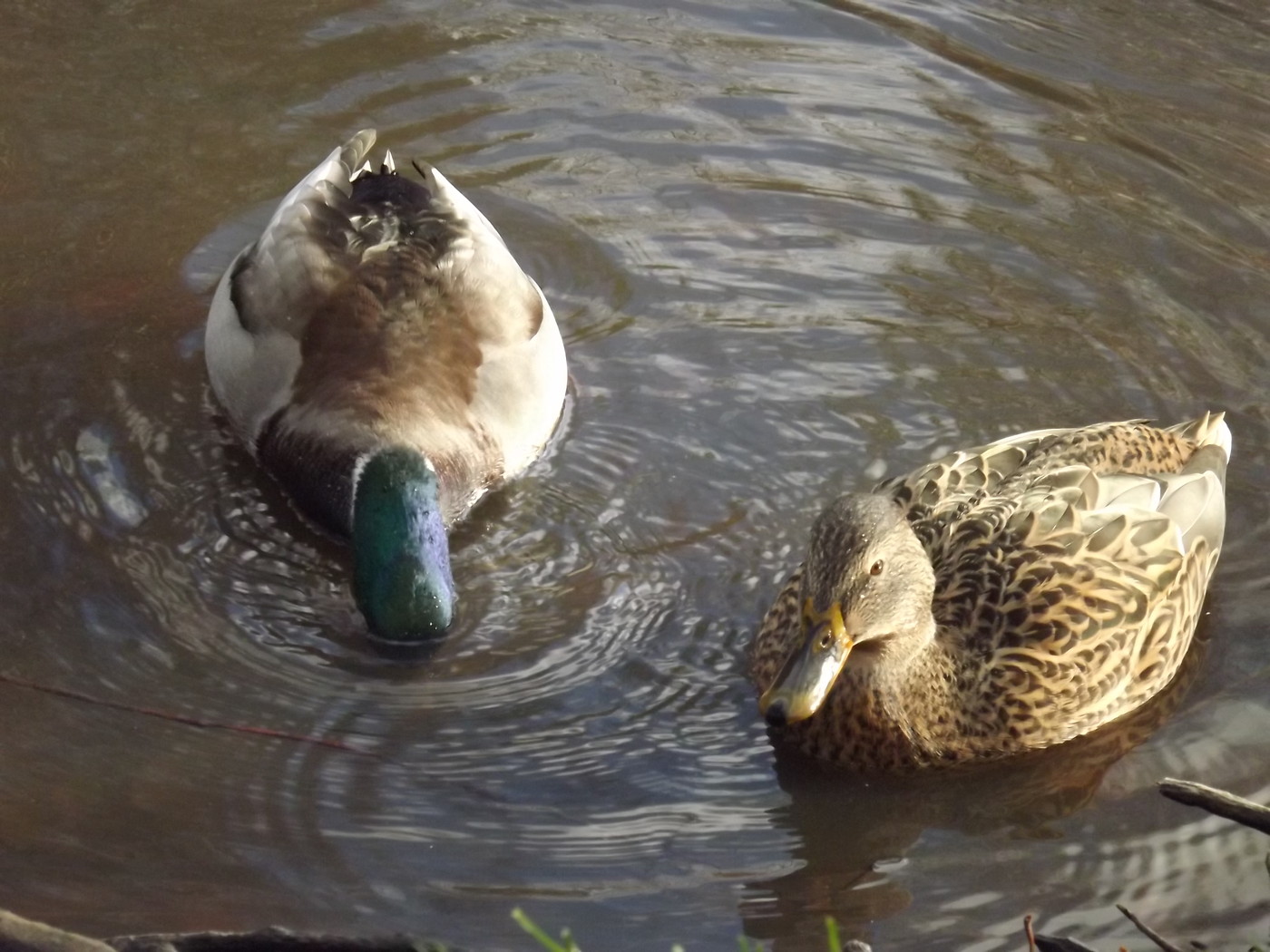 DSCF4614.JPG