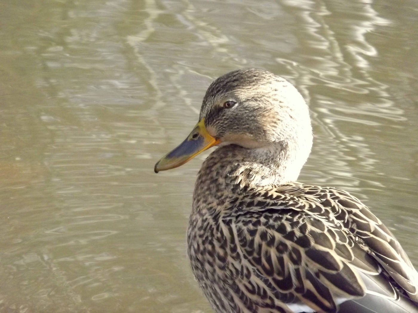 DSCF4619.JPG