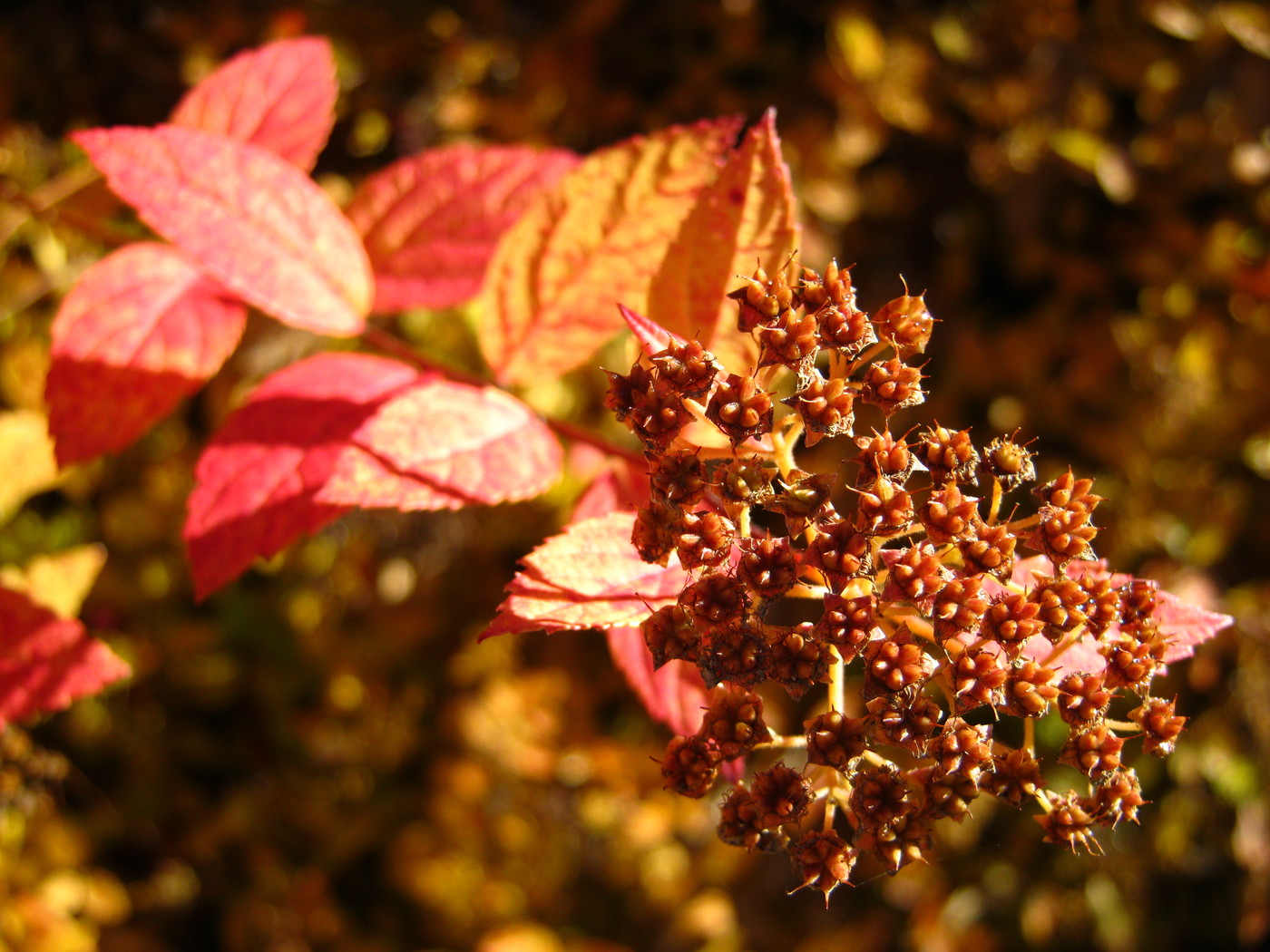 IMG_3290.JPG