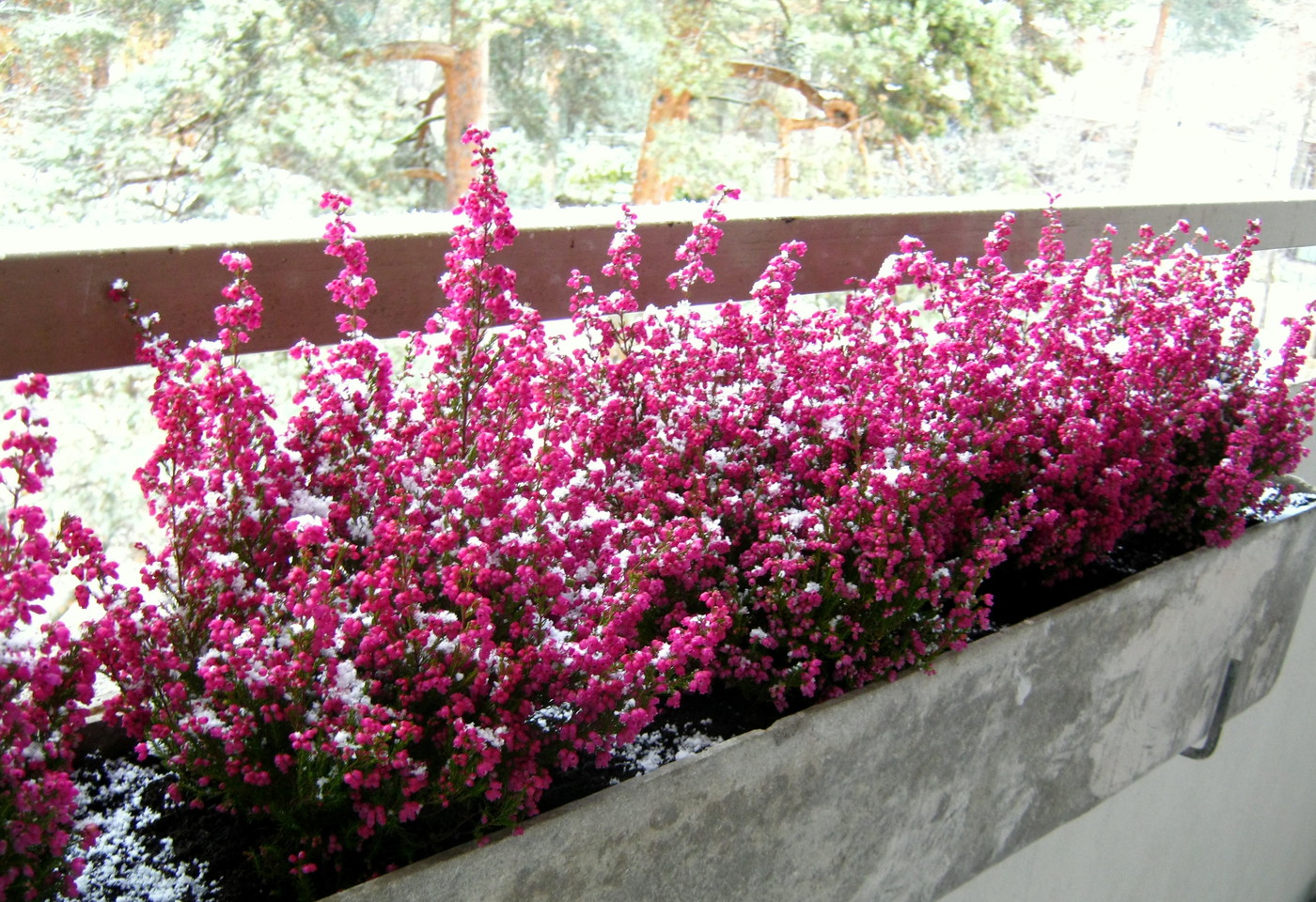 IMG_3453.JPG