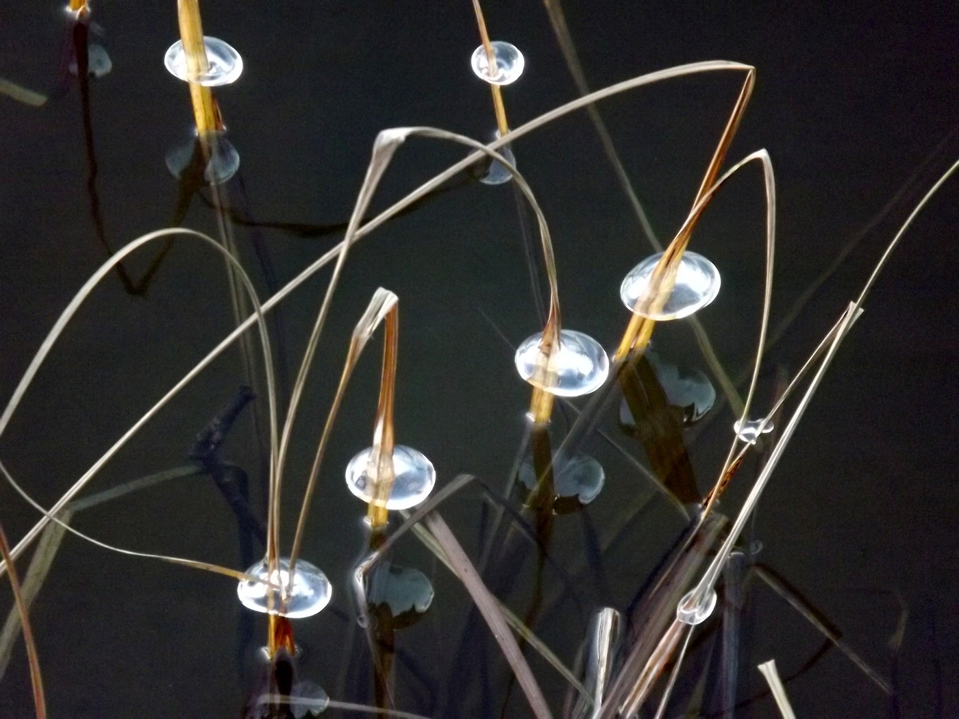 DSCF4858.JPG