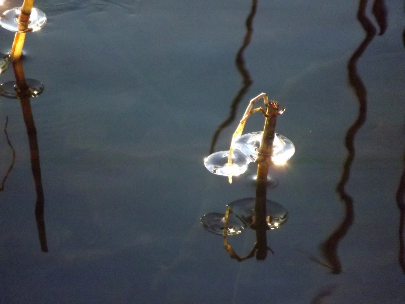 DSCF4876.JPG