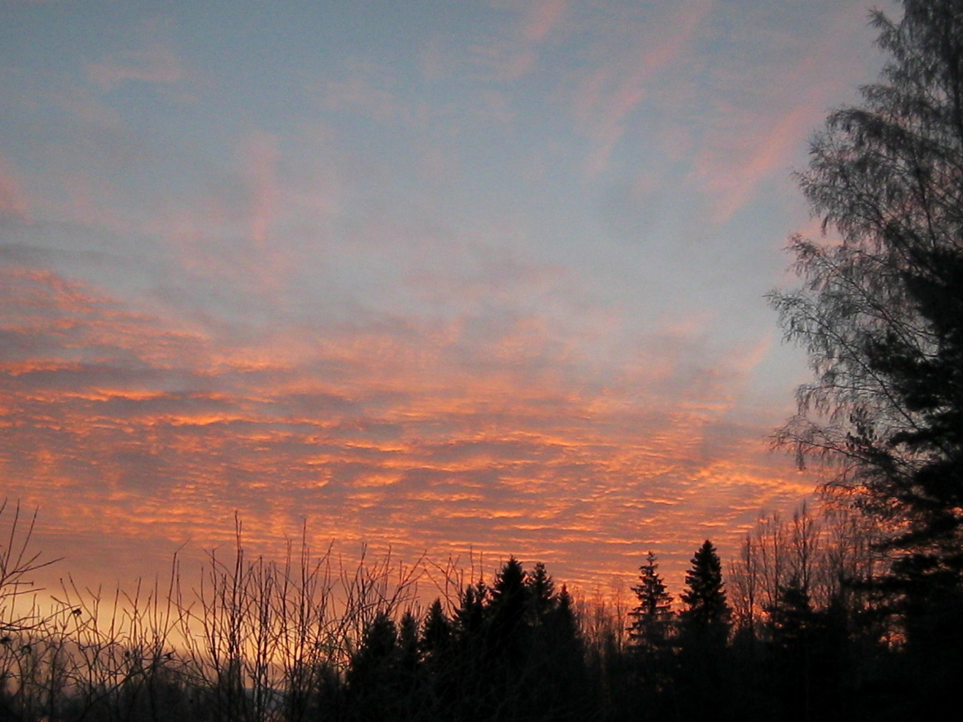 IMG_3923.JPG