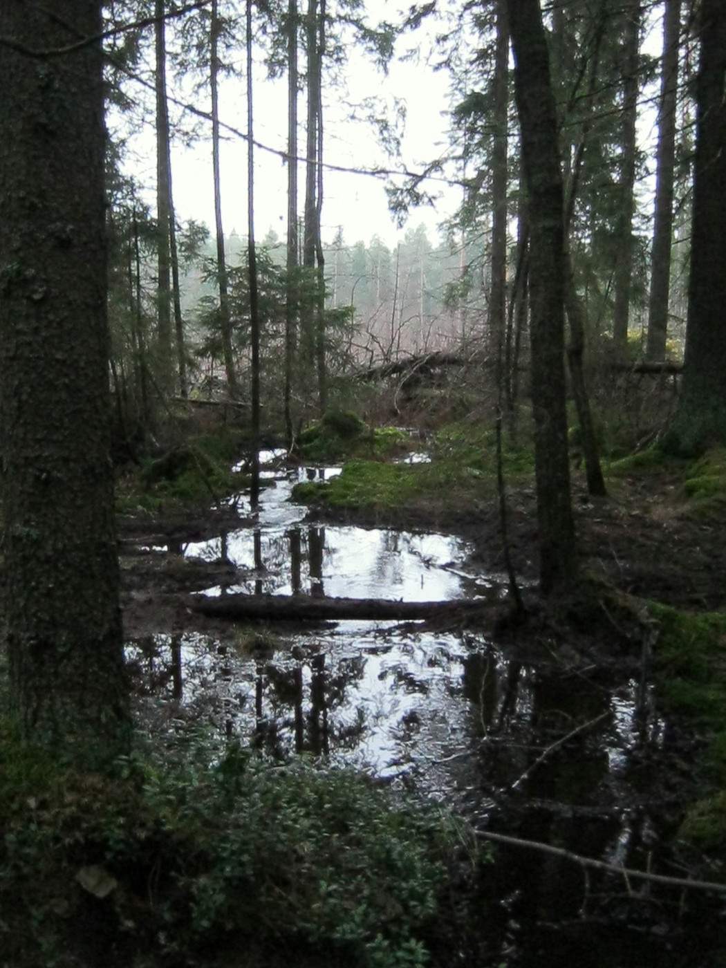 IMG_4389.JPG