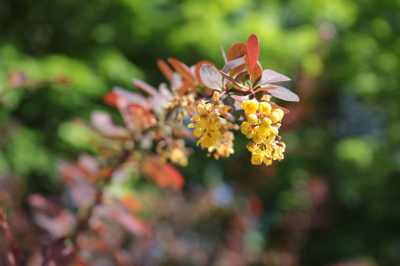 IMG_4657.JPG