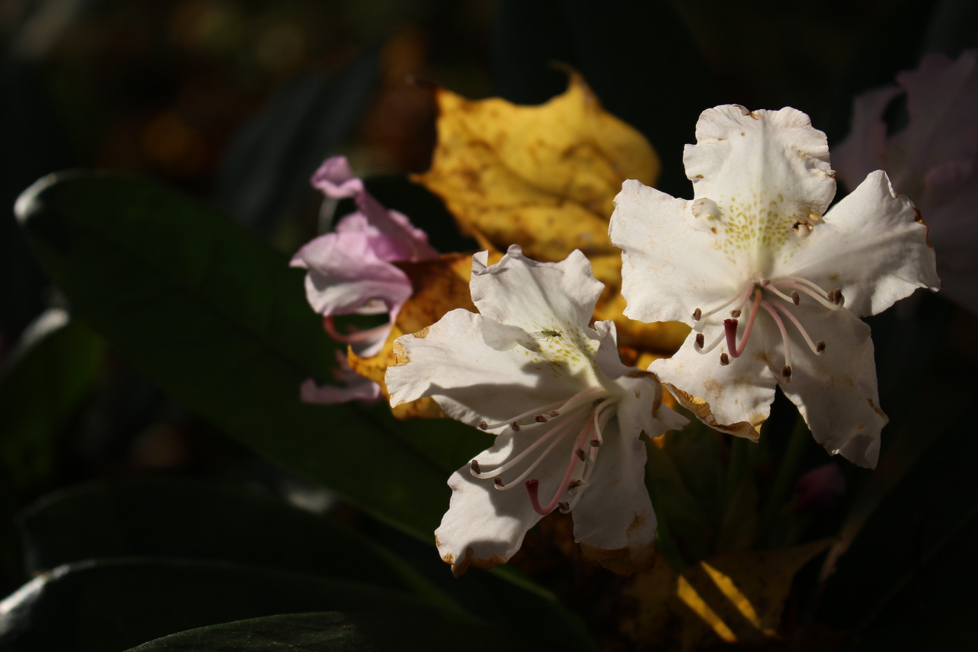 IMG_8158.JPG