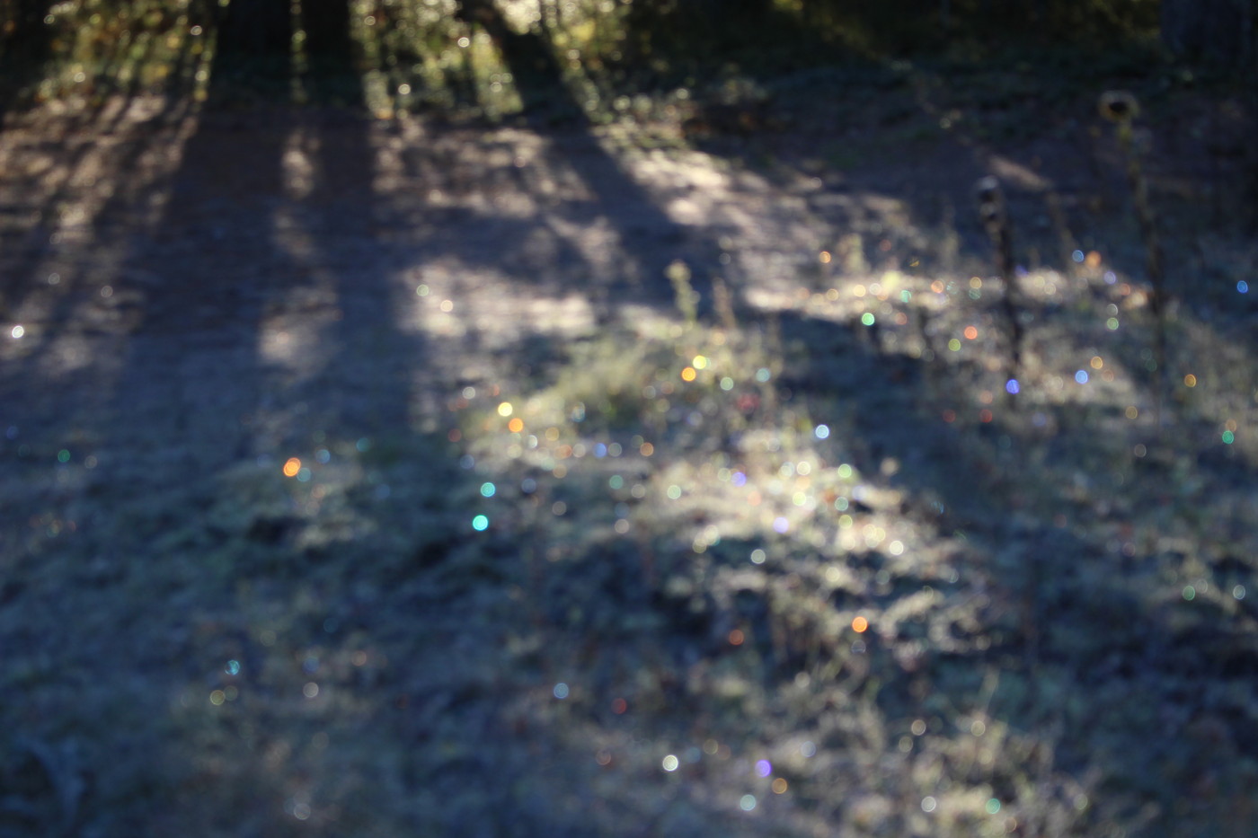 IMG_8920.JPG