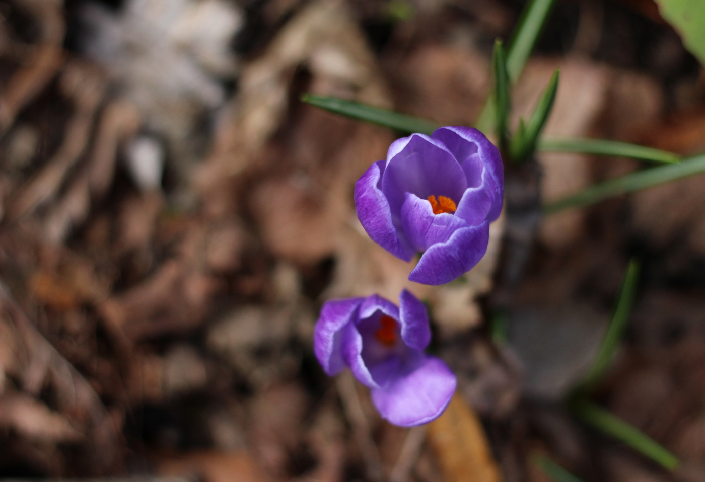 IMG_4342.JPG