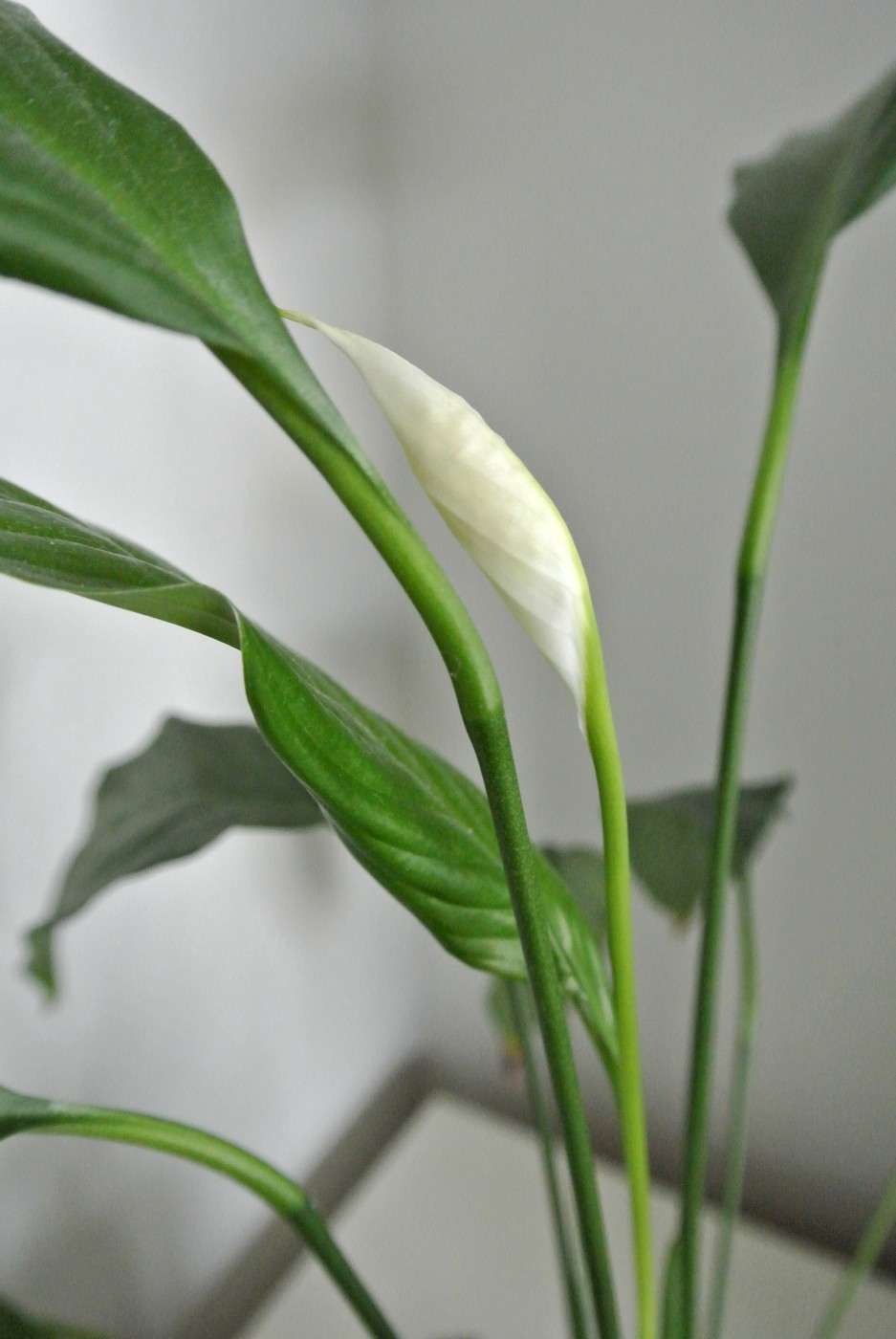 DSC_8630.JPG