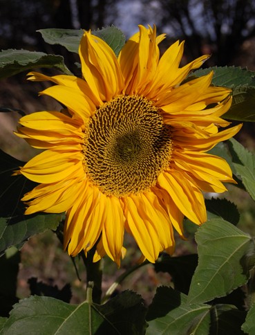 dsc_0034_-_copy.jpg